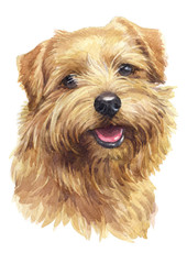 Water colour painting, brown dog, Norfolk Terrier 042