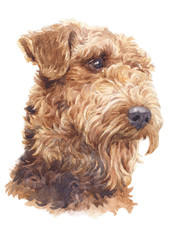 Water colour painting, Airedale Terrier dog curly hair 053