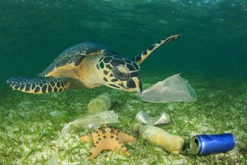 Sea Turtle in polluted ocean 