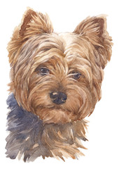 Water colour painting of small dogs, brown feathers, Yorkshire Terrier 054