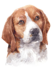Water colour painting of Beagle dog 055