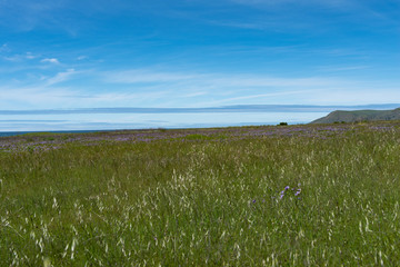 Central Coast meadow with wildflowers 