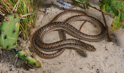Eastern Slender Glass Lizard (Ophisaurus attenuatus longicaudus)