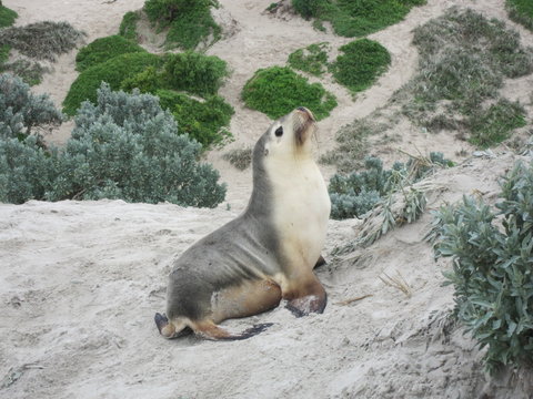 Australian Sea Lion Baby