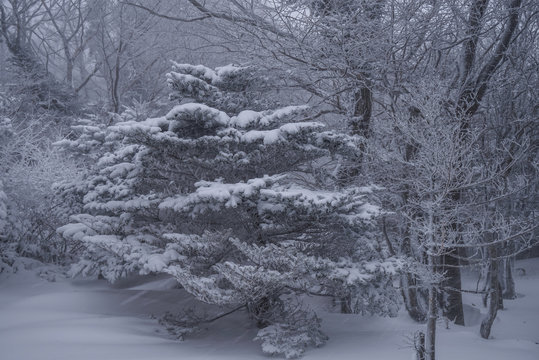 한라산