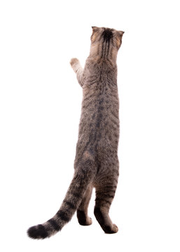 The cat stands on its hind legs and looks up. Standing on its hind legs, a gray cat stretches its paw. Cat isolate on a white background.