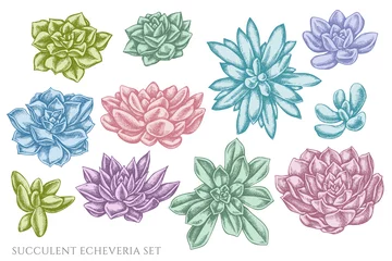 Tuinposter Vector set of hand drawn pastel succulent echeveria © Sad