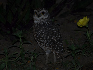An owl in the night