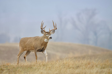 Whitetail Buck in meadow on a foggy morning