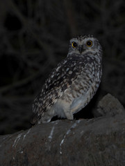 An owl in the night