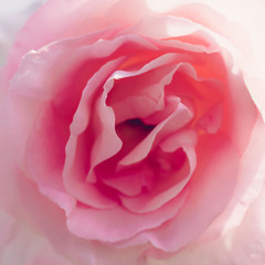 Abstract pink rose background.