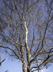 A trees branches in winter.