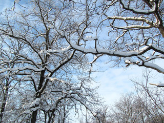 Winter pattern. Blue sky and tree branches in the snow