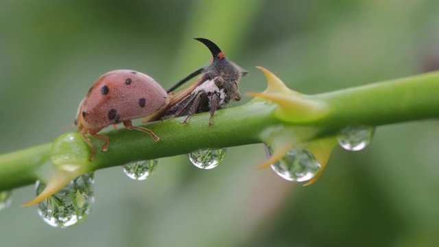 Vdo. view of a Treehopper or Leafhopper (Membracidae) resting on green branch with dew drop and green nature blurred background.
