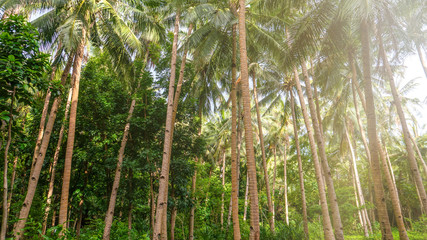Low angle view of coconut palm trees in a lush, green plantation in the Philippines. The tall, skinny trunks have notches for climbing.