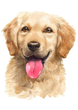 Water colour painting, Golden Retriever, looking 070