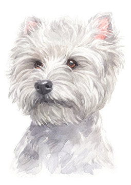 Water colour painting of West Highland White Terrier 071