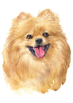 Water colour painting of Pomeranian 072