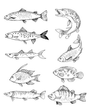 Set of fish sketches, salmon, trout, pike. Hand drawn vectoroutlines with transparent background