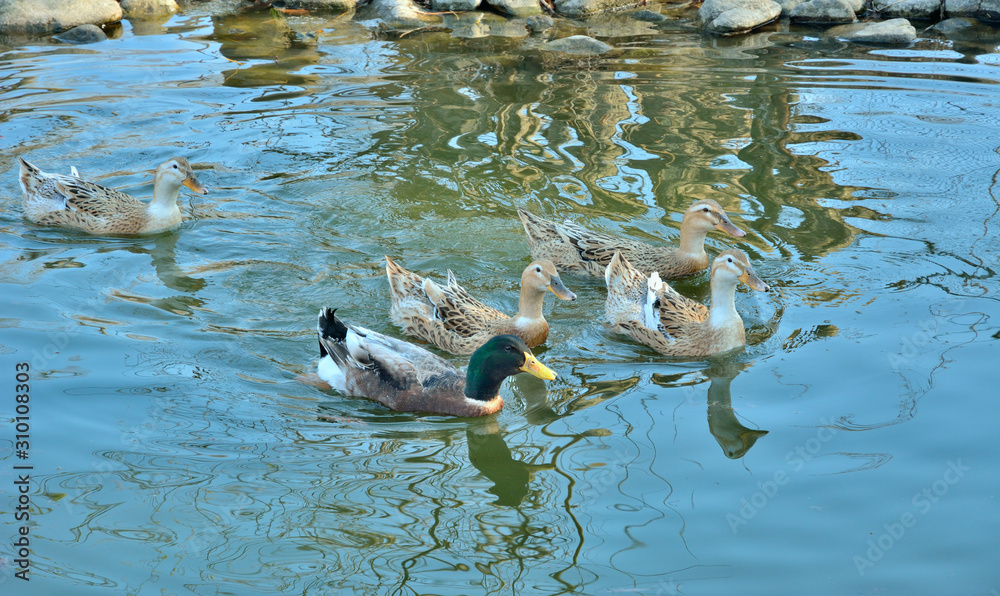 Wall mural Swimming ducks 5