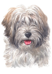 Water colour painting of Tibetan Terrier 090