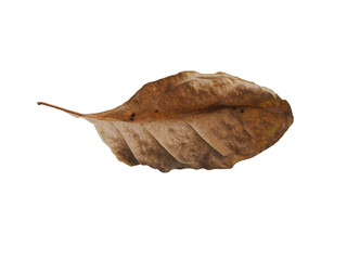 Close up of dry leaf
