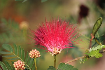 Mimosa tree blossom or powderpuff bloom , Calliandra Surinamensis, Mimosaceae family, Pink powder puff, Surinamese stickpea, Surinam powderpuff