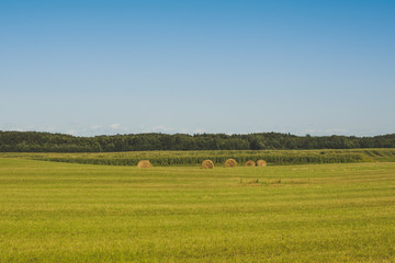 Fototapeta premium Beautiful field with haystacks on the background of the forest