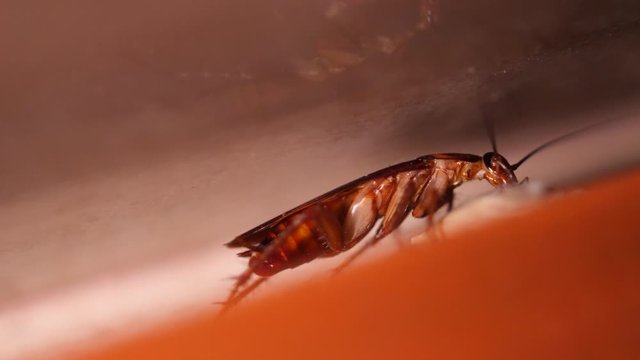 Big Cockroach Making Nest at the Kitchen. Pest Control House Hygiene Concept. 4K Macro Closeup Bug.