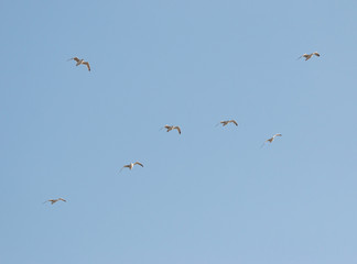 birds seagulls on a background of blue sky