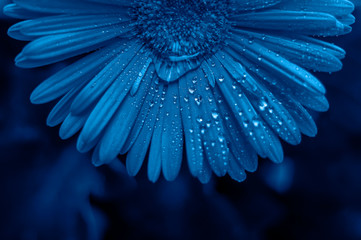 Trend color 2020 classic blue,  gerbera with water drops background for design.