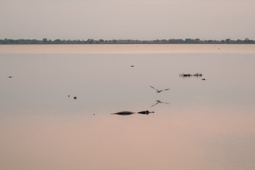 Der Piuvalsee im Abendlicht mit Alligatoren