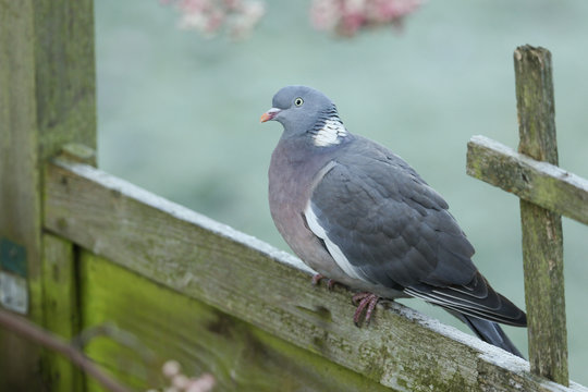 A Woodpidgeon (Columba palumbus) sitting on a fence panel on a cold frosty morning.