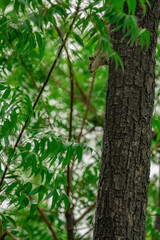 tree in forest