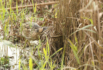 A rare Bittern (Botaurus stellaris) hunting for fish in a reed bed.