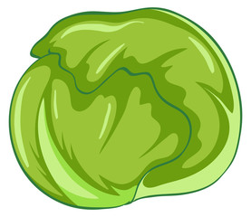 Green cabbage on white background