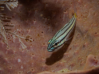 Yellow spot cardinal fish on a sponge, Kardinalfisch auf einem Schwamm 