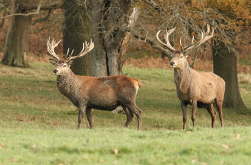 Two Red Deer Stag (Cervus elaphus) at the edge of a field during rutting season.