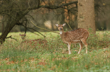 Naklejka na ściany i meble A stunning Axis Deer (Cervus axis) feeding in woodland.