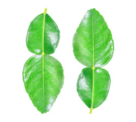 Kaffir lime leaves isolated on a white background. clipping path.