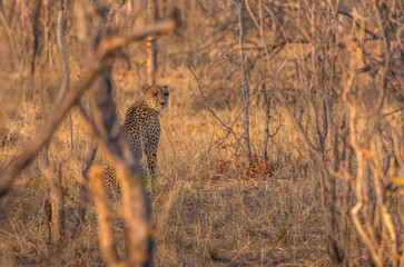 Cheetah in woodland - Zimbabwe