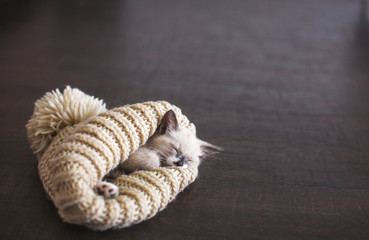 Kitten sleep in knitted hat
