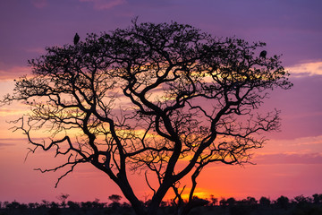 Fototapeta na wymiar Serengeti sunset- tree silhouette