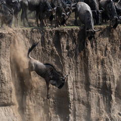Gnu jumping from high river bank during migration