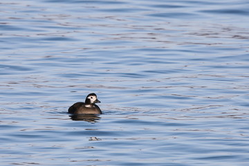 Long-tailed duck (Clangula hyemalis), or oldsquaw duck swimming on calm blue sea water. Wild seabird in winter plumage.