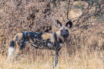 Wild dog - Zimbabwe