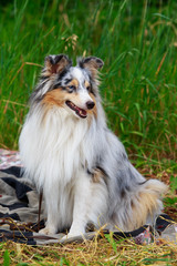 Dog breed australian shepherd