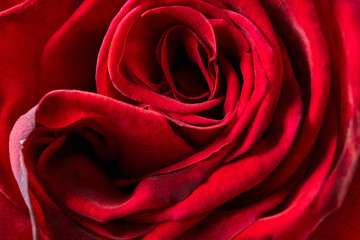 red rose texture, petals closeup