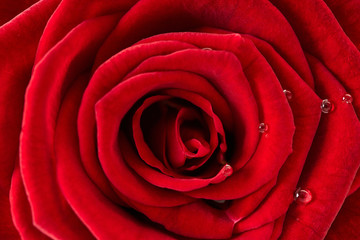 red rose texture, petals closeup