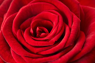red rose texture, petals closeup
